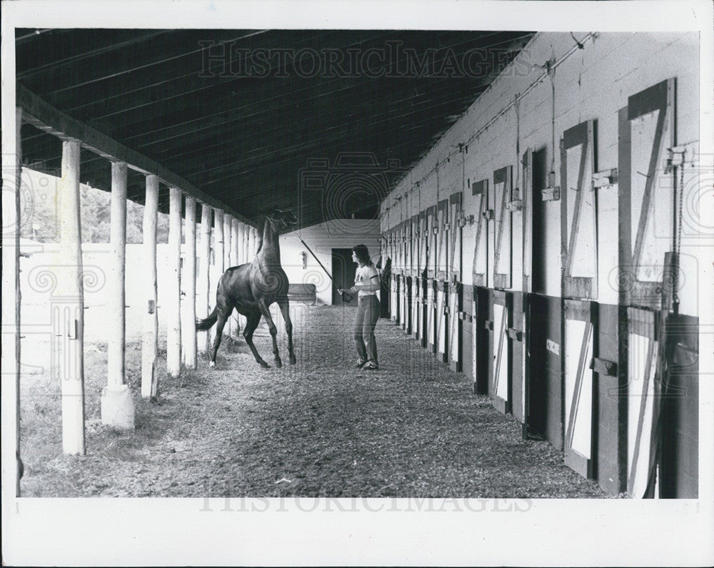 1982 Press Photo Horse Fast Frigate Anxious Tampa Bay Downs Handler - Historic Images