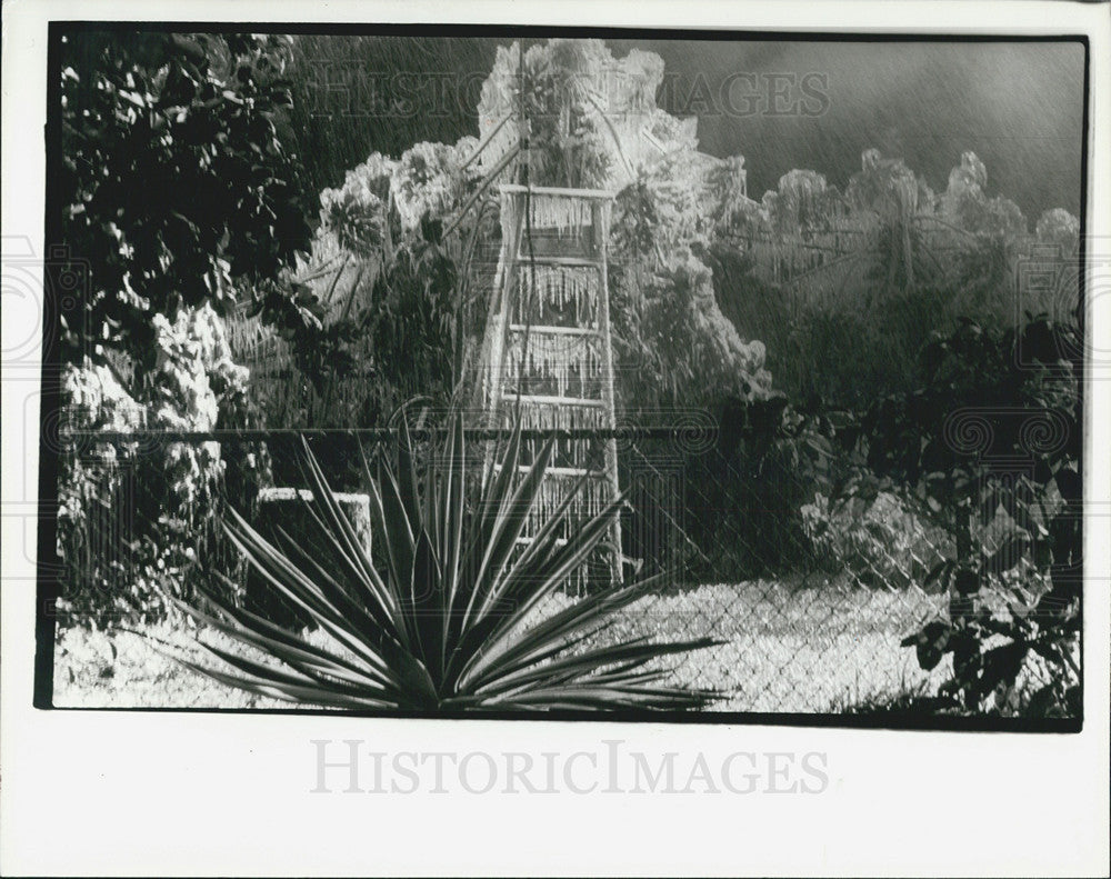 1981 Press Photo Stepladder Covered In Icicles Suncoast - Historic Images