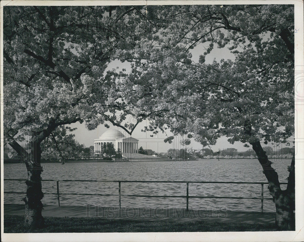 Press Photo Spring In Washington DC Cherry Blossom Trees Blooming - Historic Images