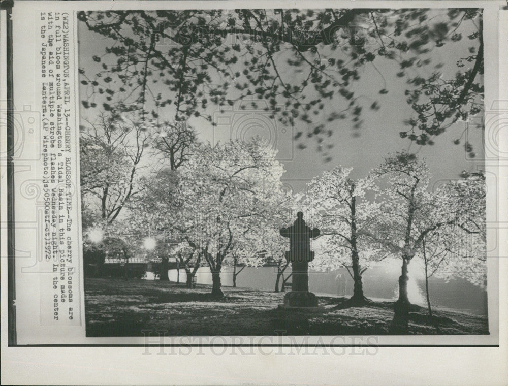 1972 Press Photo Cherry Blossom Trees Washington DC Tidal Basin - Historic Images