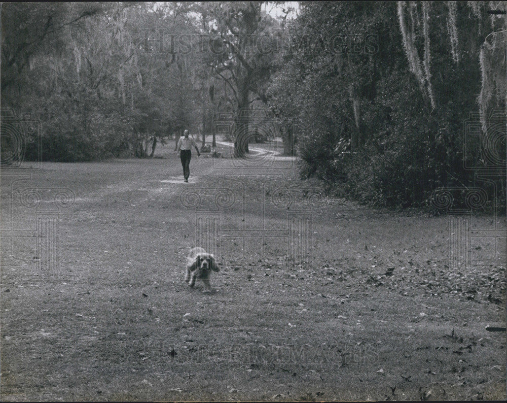 1978 Press Photo Man Walking Dog Floral City Woods Florida Citrus County Spaniel - Historic Images