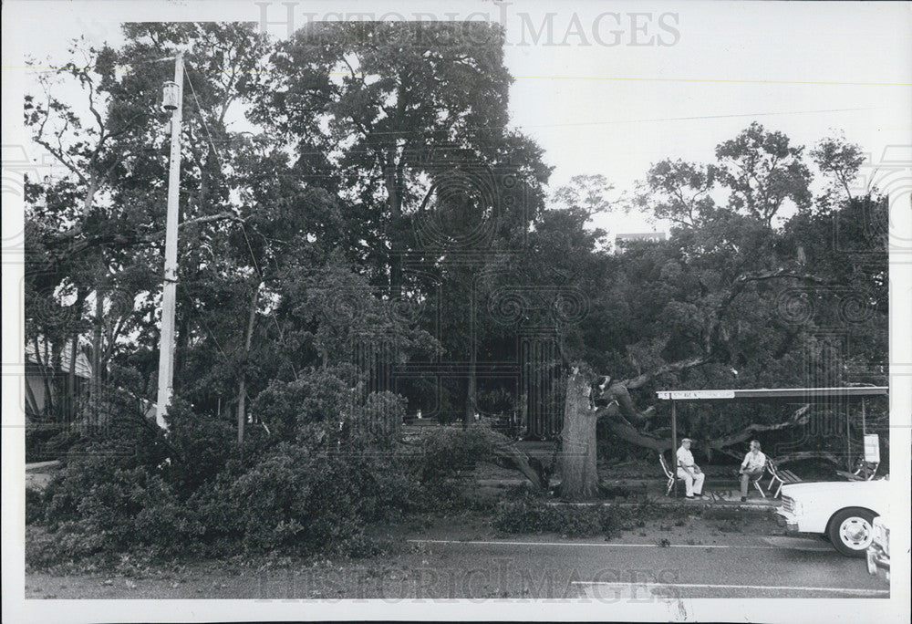 1980 Press Photo St Petersburg Oak Crashes During Early Morning Storm - Historic Images