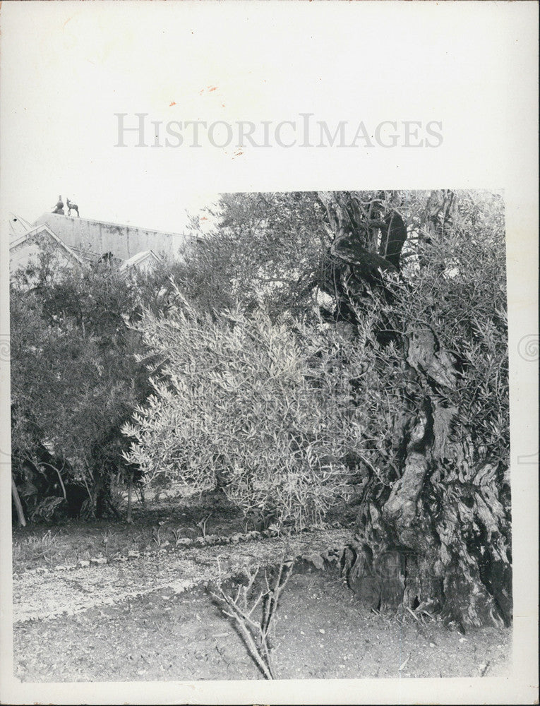 1974 Press Photo The Garden of Gethsemane Where Last Supper And Passover - Historic Images