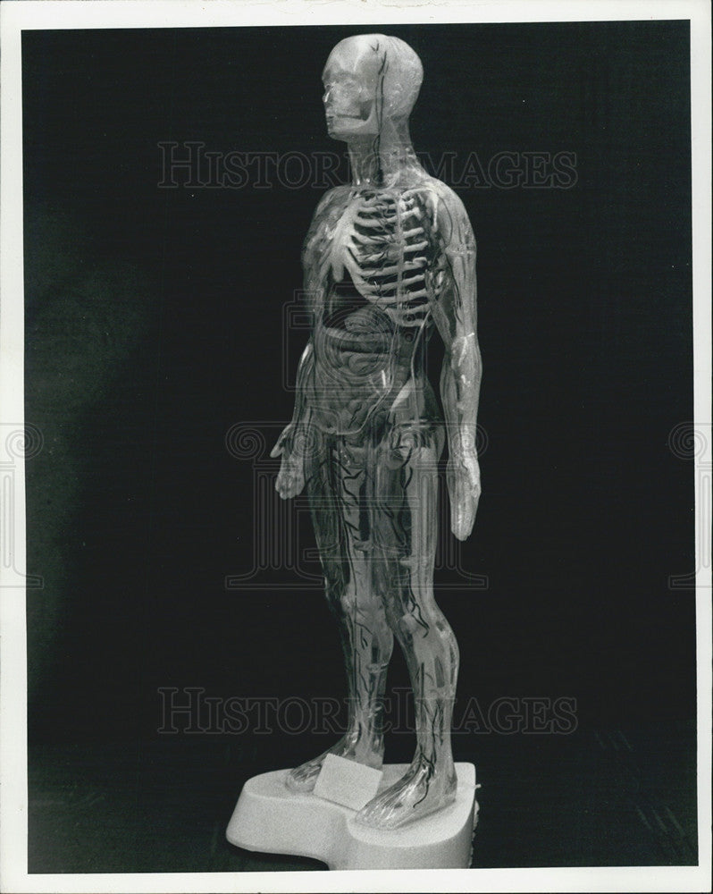 1964 Press Photo Anatomy muscular skeleton figure - Historic Images