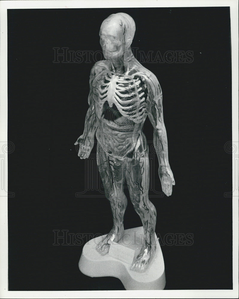 1964 Press Photo Anatomy figure - Historic Images