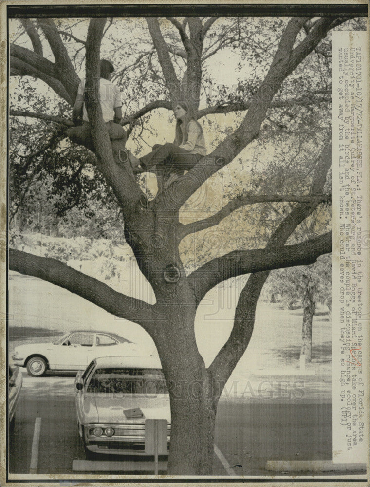 1972 Press Photo FL State Students In Tree On Campus - Historic Images