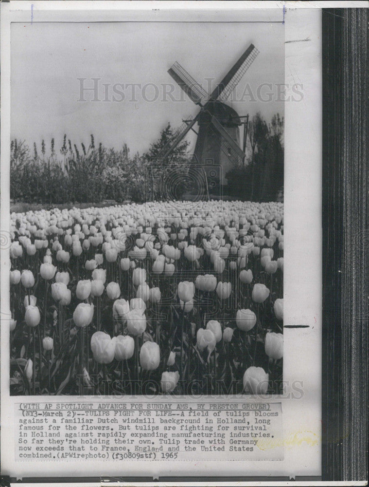 1965 Press Photo Tulip field and Dutch Windmill - Historic Images