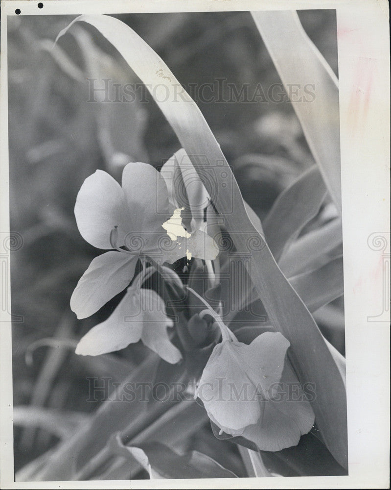 1967 Press Photo Abercrombie Park Flowers/St. Petersburg Florida - Historic Images