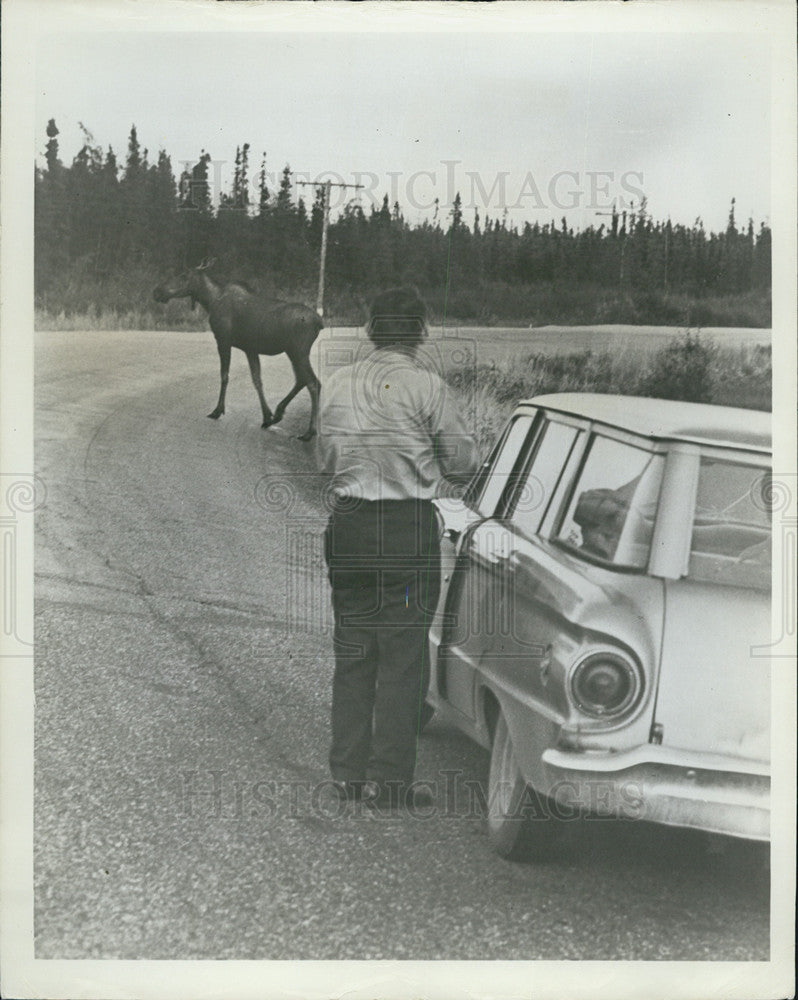 1966 Press Photo Moose Crossing Road/Alaska - Historic Images