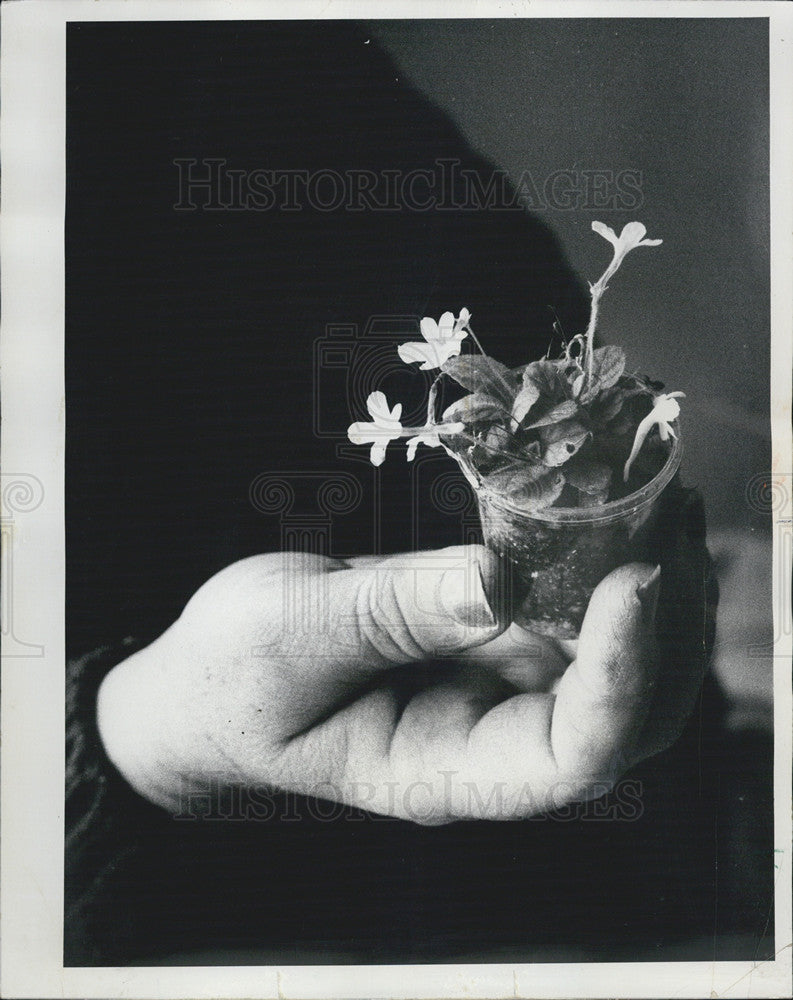 1976 Press Photo Flowers And Plants Growing - Historic Images