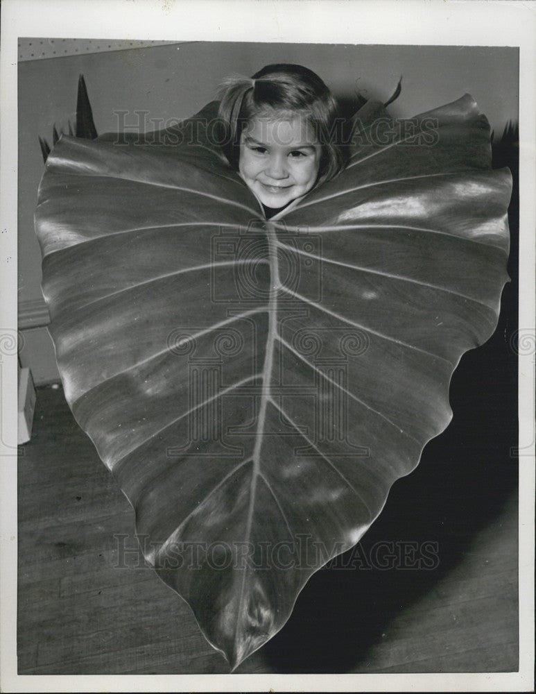 1956 Press Photo Elephant Ear Flower Plant - Historic Images