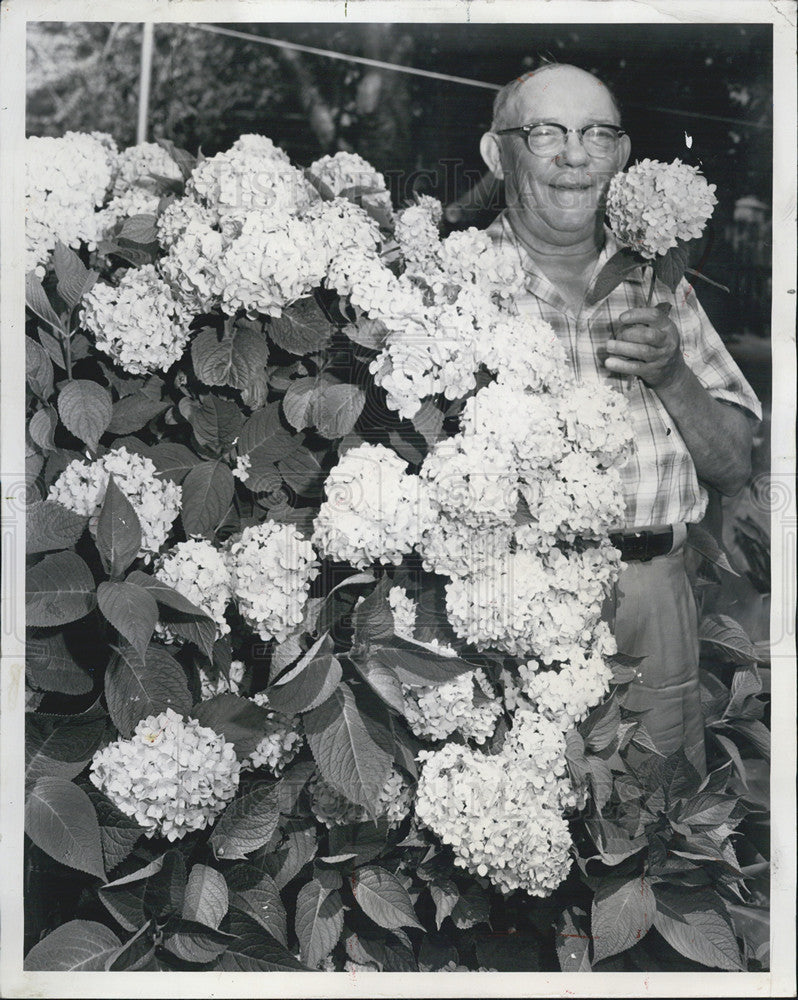 1961 Press Photo Martin Faron Hydrangea Plant - Historic Images