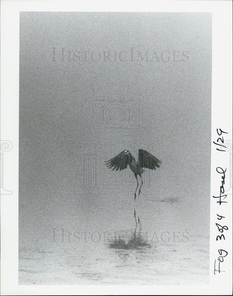Press Photo Pelican Lands On Water During Fog In Pinellas County Florida - Historic Images