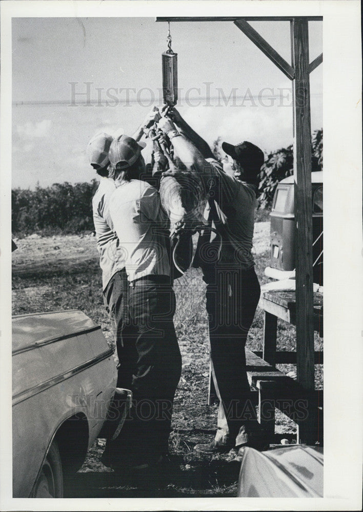 1979 Press Photo Holey Land Hunters Weigh Deer Bagged In The Everglades - Historic Images