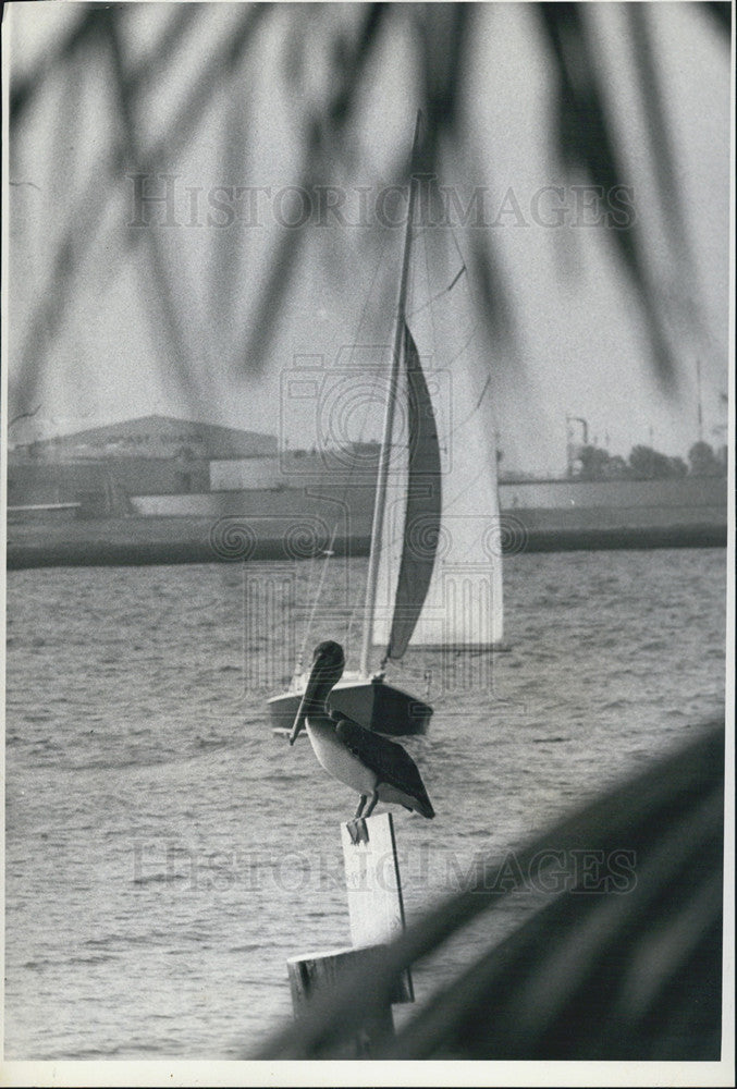 1973 Press Photo Pelican Perched On Board South Yacht Basin Boat Sailing By - Historic Images