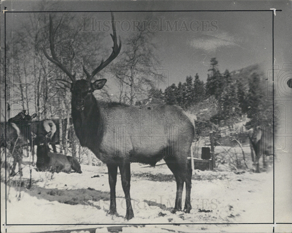 1942 Press Photo Large Elk - Historic Images