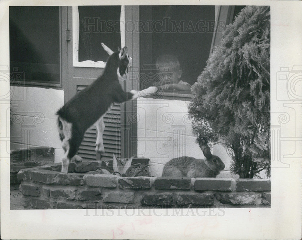 1968 Press Photo Billy Joe, Baby Goat, Tries To Get In House With Dana Trappman - Historic Images