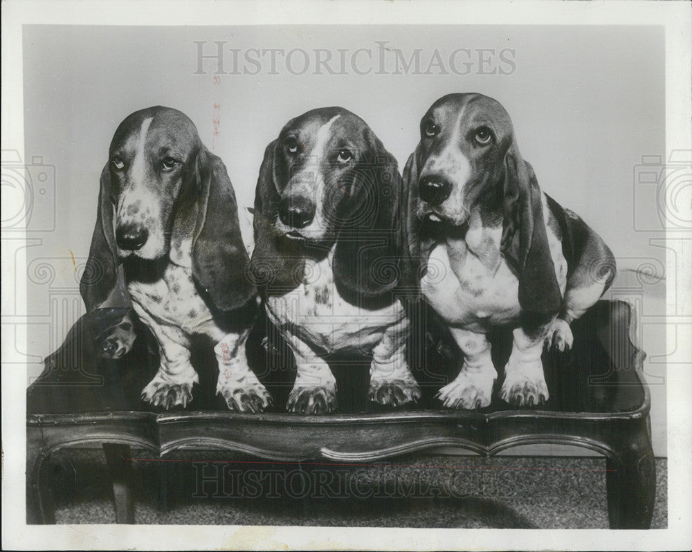 1962 Press Photo Basset Hounds Cleo, Wanda and Gert - Historic Images