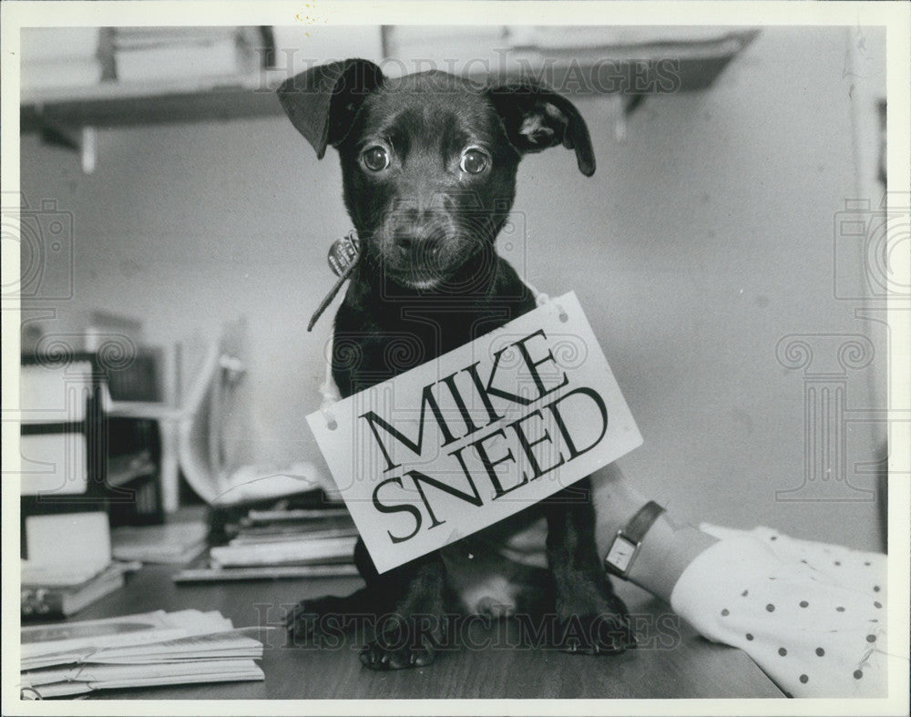 1987 Press Photo pup named Mike Sneed news box - Historic Images