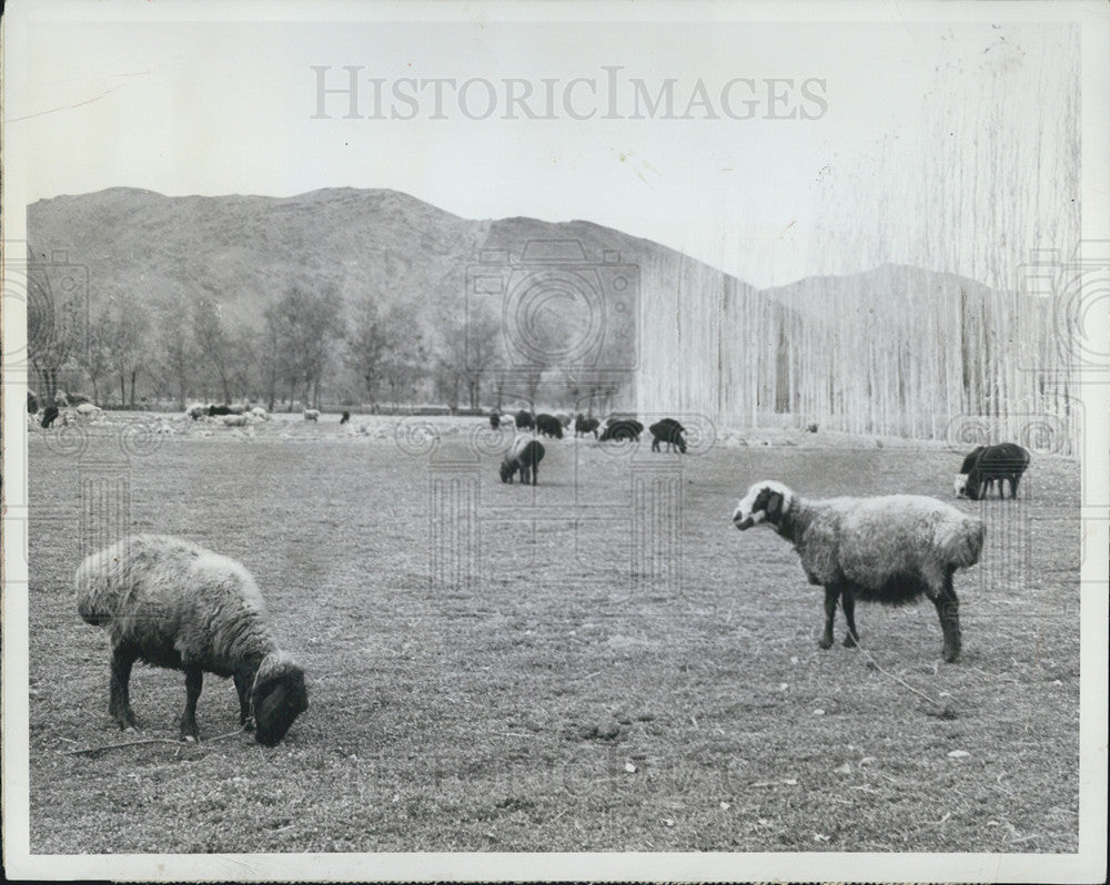1962 Press Photo Sheep Grazing Afghanistan Fields - Historic Images