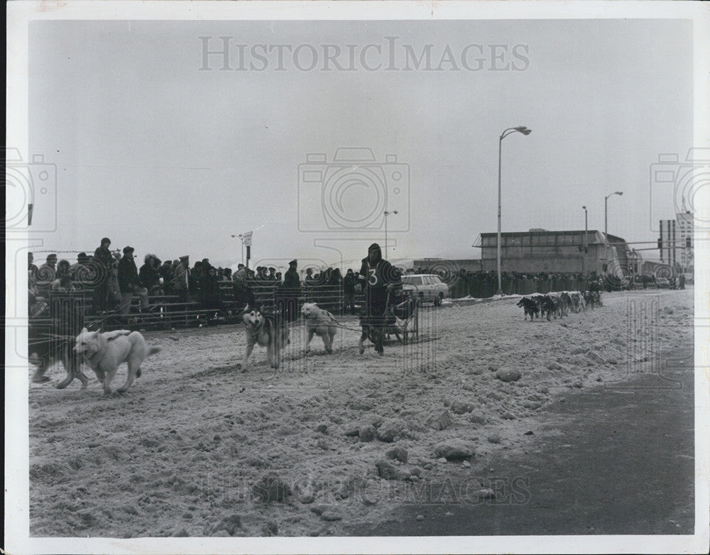 1972 Press Photo Sled Dog Race Team Near Finish Line Alaska - Historic Images