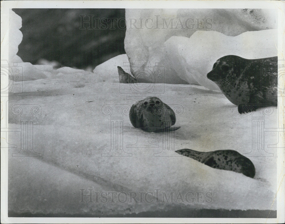 1971 Press Photo Seals In Alaska On Ice Possible Pipelines - Historic Images