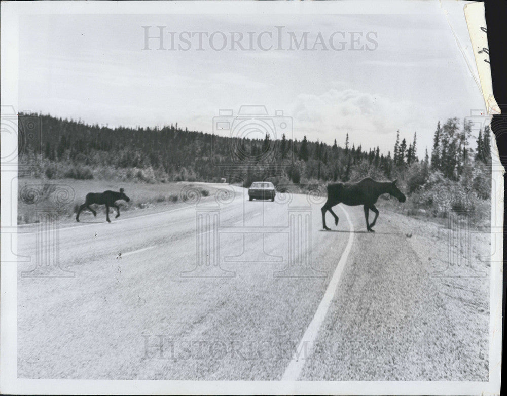 1968 Press Photo Moose Crossing The Road In Alaska - Historic Images