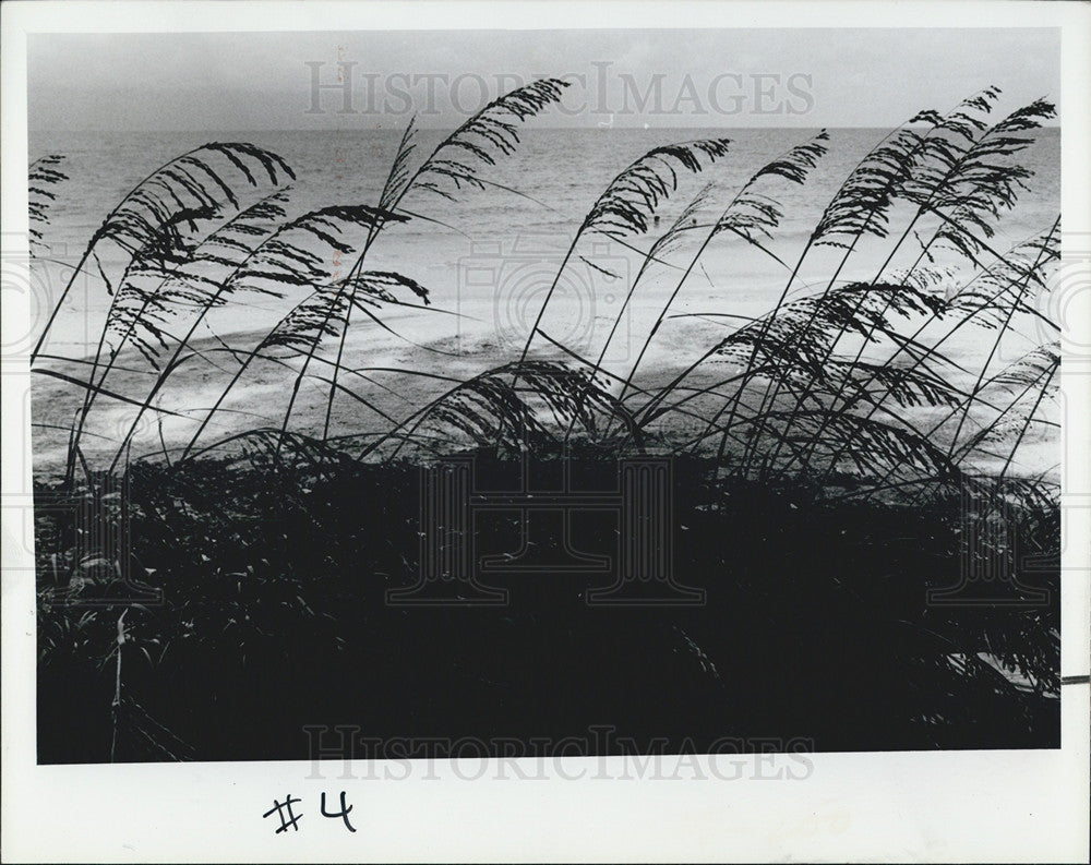 1979 Press Photo Indian Rock Beach Residents Pitch In To Beautify Area - Historic Images