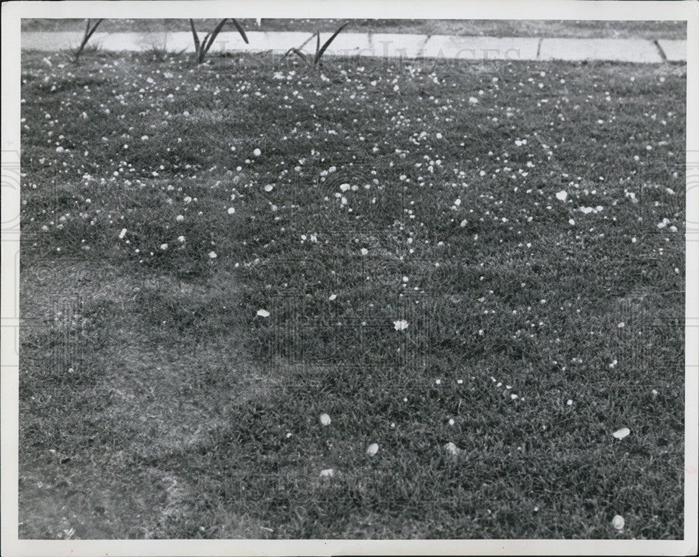1953 Press Photo Large Hailstones Line the Grass - Historic Images