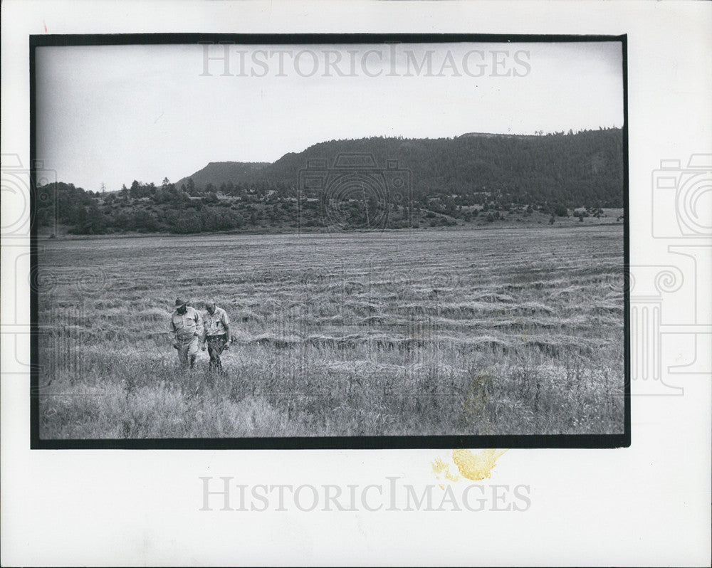 1973 Press Photo Leon Hopkins walks wheat field with Ute Indian Fritz Box - Historic Images