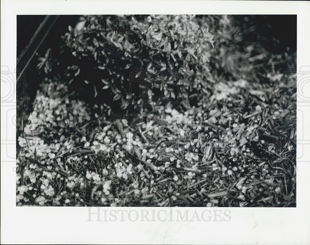 1984 Press Photo Marble-Sized Hail, Clearwater, Florida - Historic Images