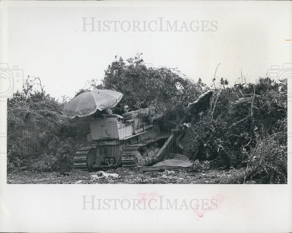 1966 Press Photo Hurricane Alma&#39;s Trash Mounting Up To Be Burned - Historic Images