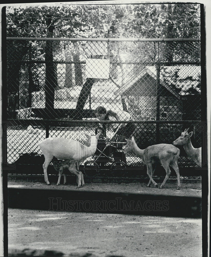 1968 Press Photo Indian Boundary Park Zoo - Historic Images