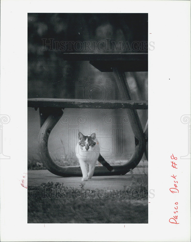 1986 Press Photo Cat Anclote Park New Port Richey Florida - Historic Images