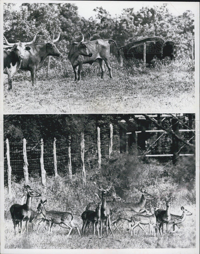 Press Photo Longhorn cattle and deer at a Texas Park - Historic Images