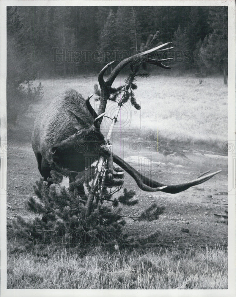 1973 Press Photo Royal Bull Elk Shines His Antlers Up Using A Tree - Historic Images