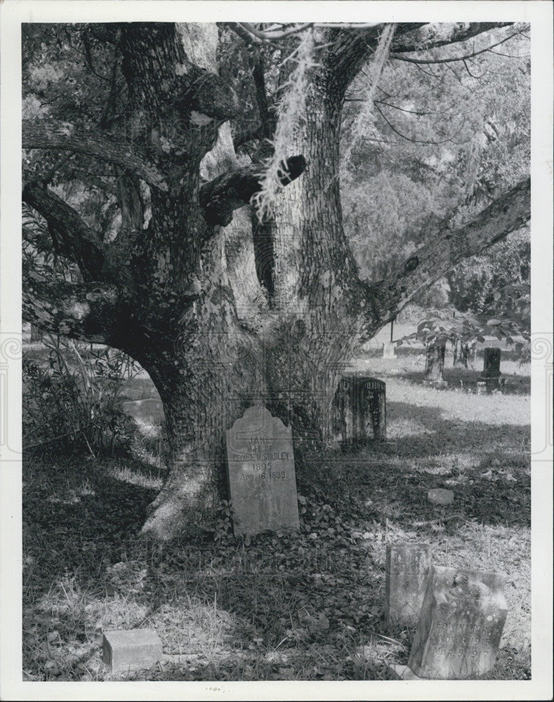 1978 Press Photo of tree grown around tombstone of Jane Stadley, 1899 - Historic Images