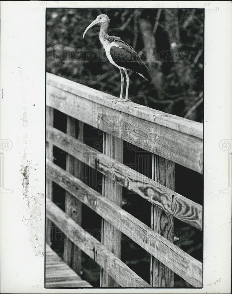 1987 Press Photo A bird visits the Sawgrass Lake Park in St. Petersburg - Historic Images