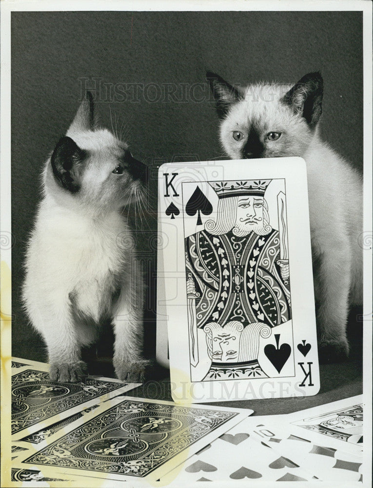 Press Photo Cats Playing Cards On NBC Show Big Cats, Little Cats Special - Historic Images