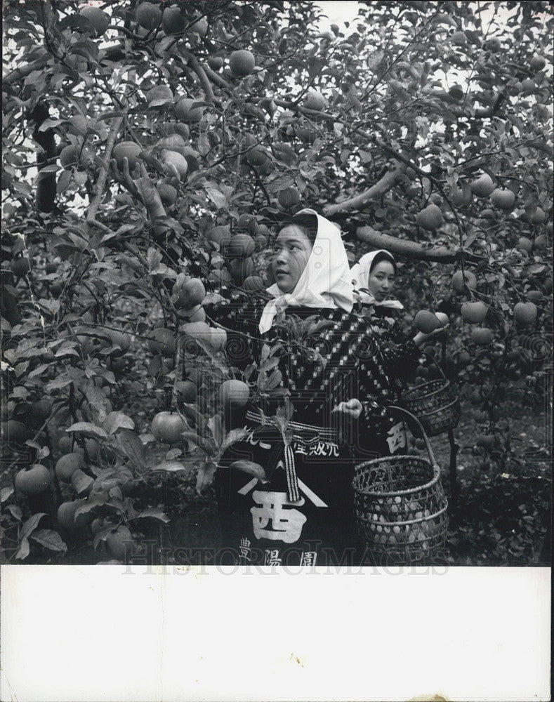 1970 Press Photo Apple Harvesting in Isawa Japan. - Historic Images