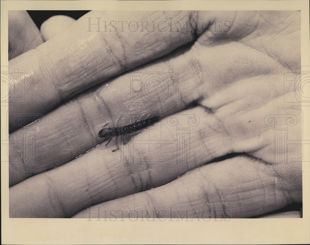 1992 Press Photo Alderfly Larva from West DuPage River Branch - Historic Images