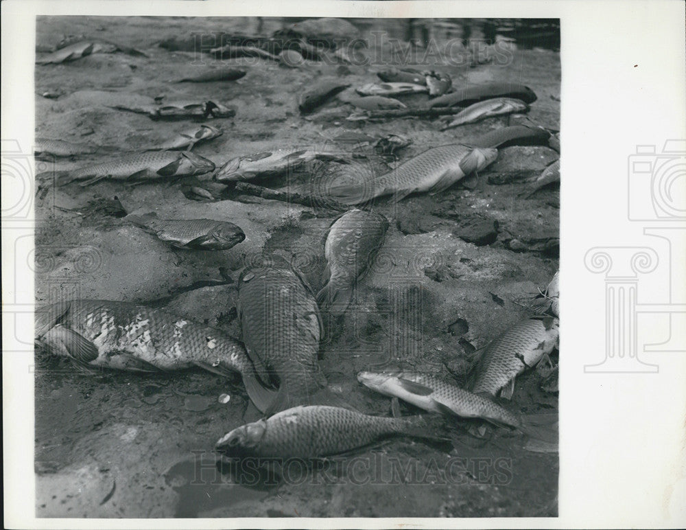 1964 Press Photo 5000 Dead And Dying Fish In Du Page River From Pollution - Historic Images