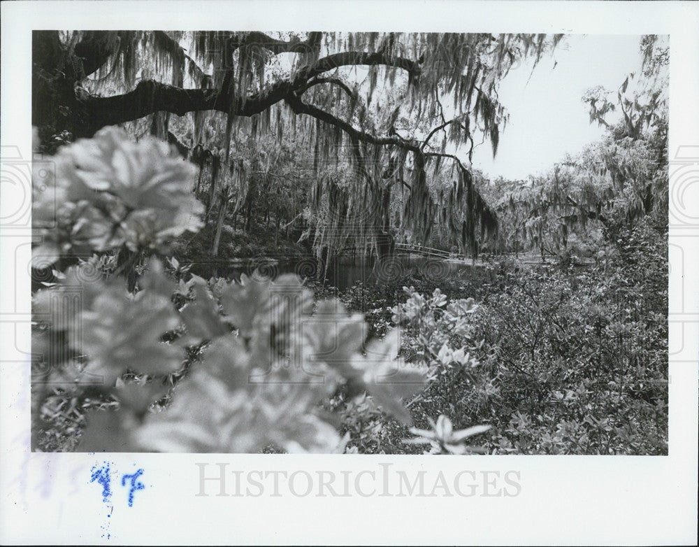 Press Photo South Carolina Gardens floral bloom - Historic Images