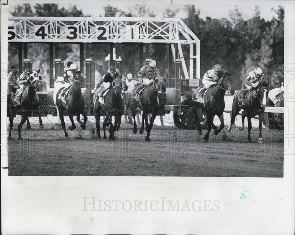 1978 Press Photo Horse Racing At Florida Downs in St Petersburg - Historic Images