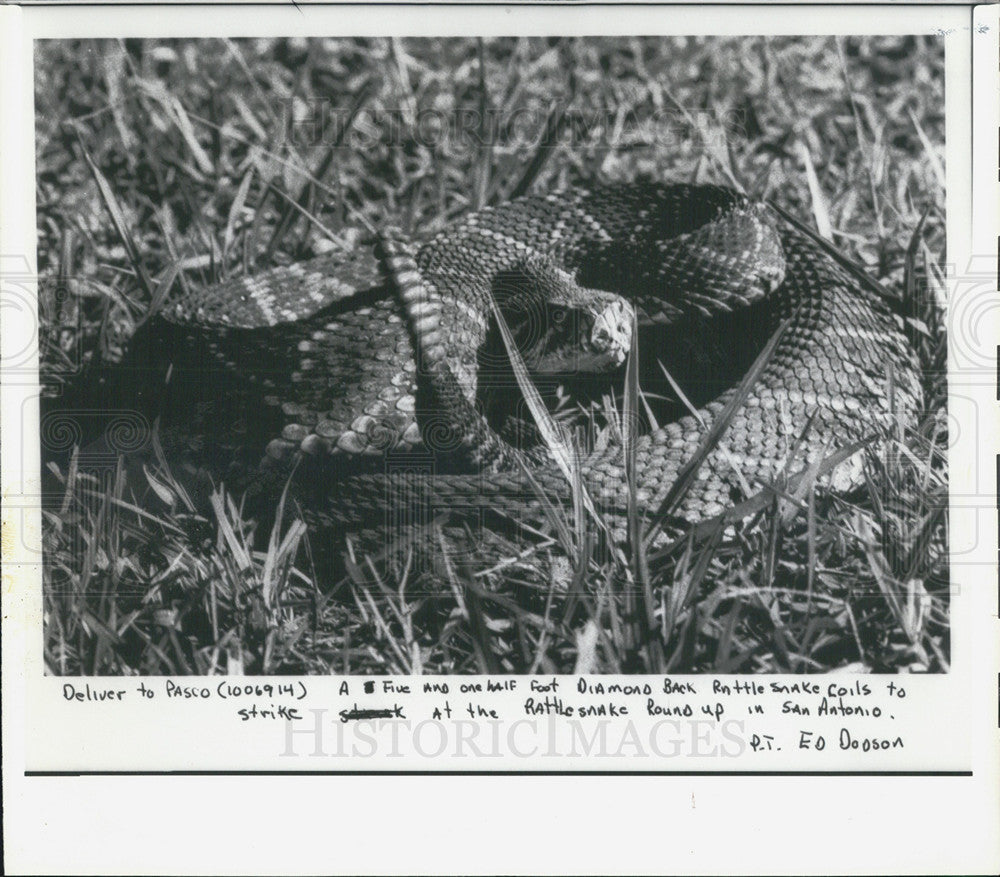 1979 Press Photo Diamond back rattlesnake - Historic Images