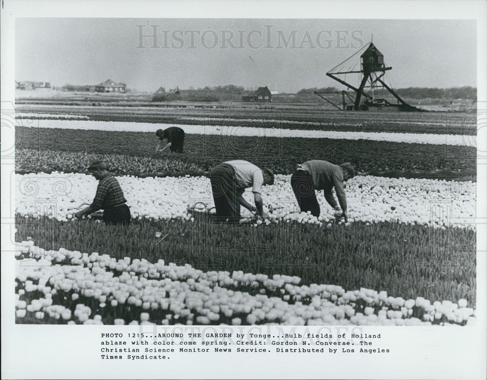 Press Photo The bulb fields of Holland - Historic Images