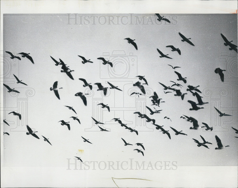 1975 Press Photo Flock of Geese - Historic Images