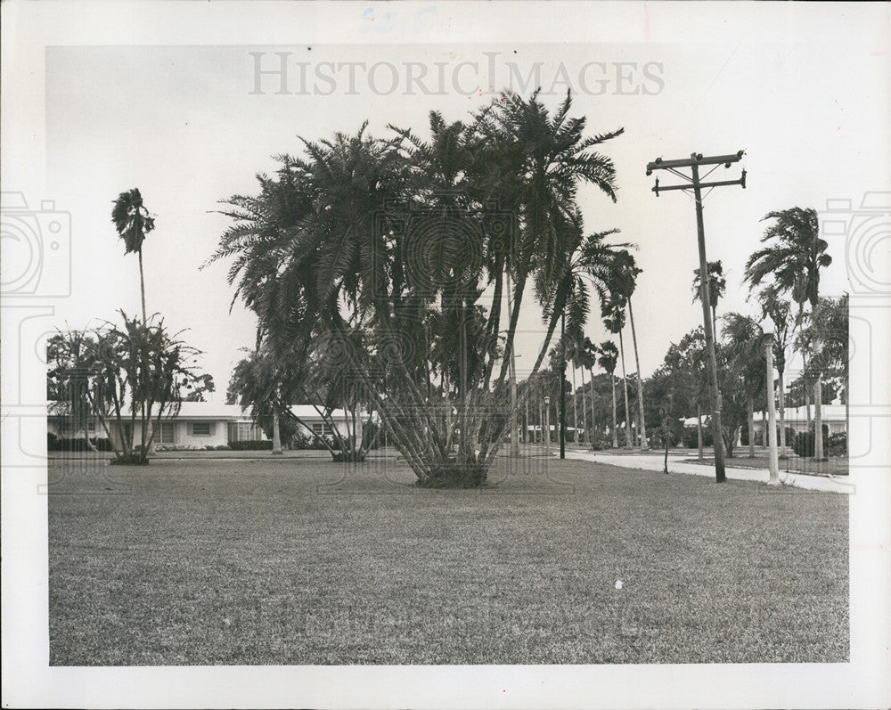 1964 Press Photo Palm Trees In Belleair&#39;s Pinellas Park On Clearwater Bay, FL - Historic Images