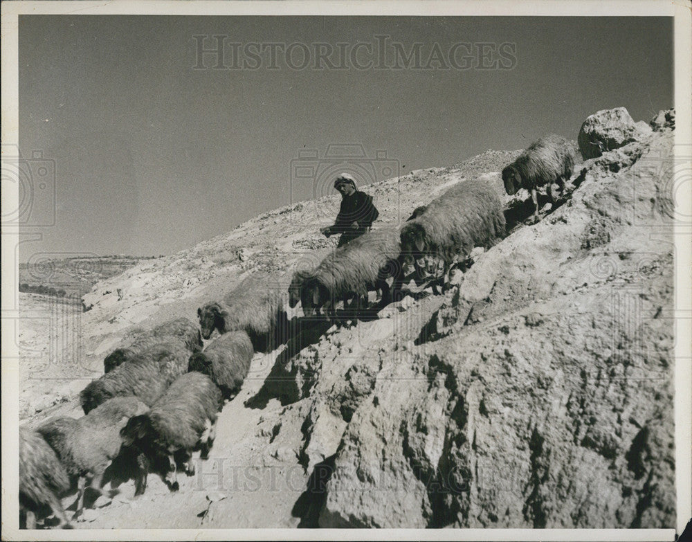 Press Photo Shepherd and flock of sheep in Israel - Historic Images