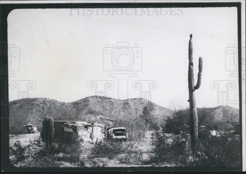 1970 Press Photo Cacti in desert scene - Historic Images